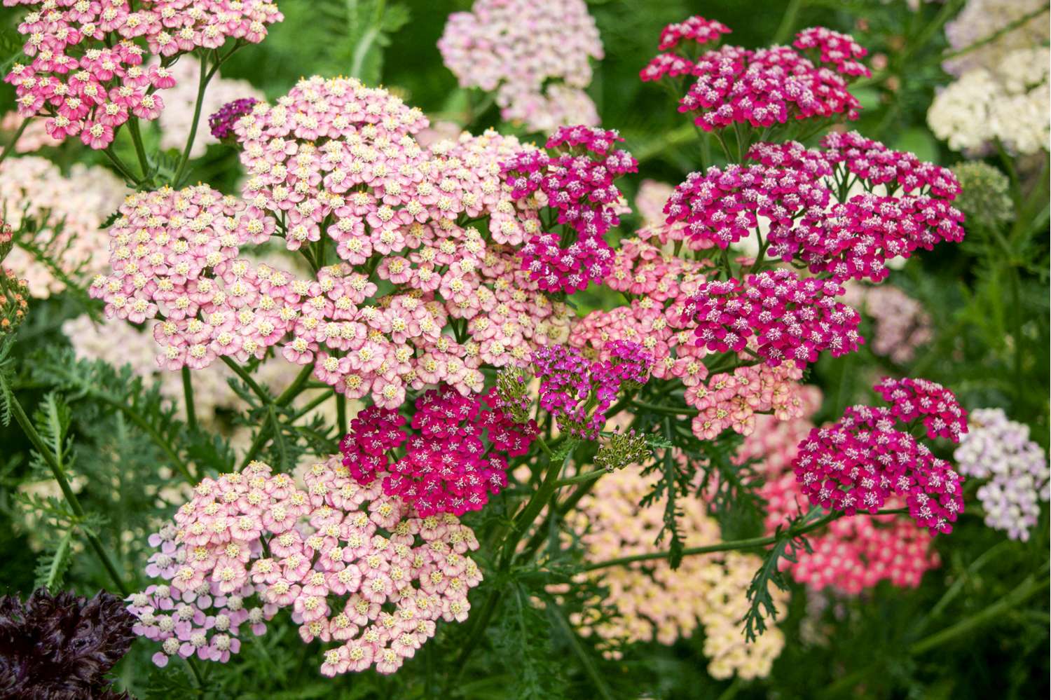 Achillée 'Summer Pastels Mix' (graines)